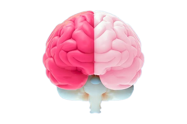 Bagian Otak Manusia: Neokorteks, Sistem Limbik, dan Midbrain dalam Tes STIFIn